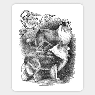 Rough Coated Collies Black and White Dog Illustration Magnet